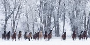 Grey Andalusian mare running in snow, Colorado, USA-Carol Walker-Photographic Print