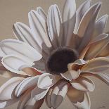 White Gerbera-Carolina Alotus-Giclee Print