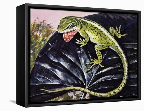 Carolina Anole or American Anole (Anolis Carolinensis), Dactyloidae-null-Framed Stretched Canvas