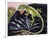 Carolina Anole or American Anole (Anolis Carolinensis), Dactyloidae-null-Framed Giclee Print