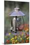 Carolina Chickadee and Northern Cardinal on Copper Lantern Feeder, IL-Richard and Susan Day-Mounted Photographic Print