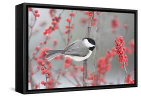 Carolina Chickadee in Common Winterberry Marion, Illinois, Usa-Richard ans Susan Day-Framed Stretched Canvas