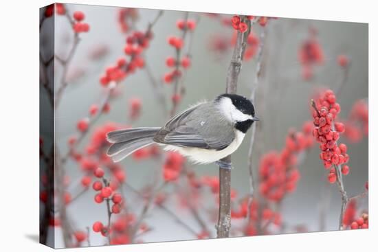 Carolina Chickadee in Common Winterberry Marion, Illinois, Usa-Richard ans Susan Day-Stretched Canvas