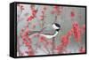 Carolina Chickadee in Common Winterberry Marion, Illinois, Usa-Richard ans Susan Day-Framed Stretched Canvas