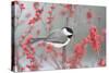 Carolina Chickadee in Common Winterberry Marion, Illinois, Usa-Richard ans Susan Day-Stretched Canvas