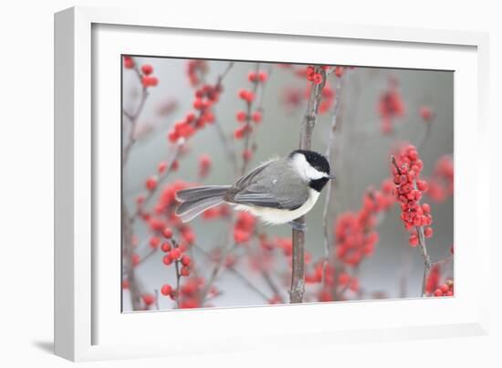 Carolina Chickadee in Common Winterberry Marion, Illinois, Usa-Richard ans Susan Day-Framed Photographic Print