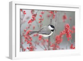 Carolina Chickadee in Common Winterberry Marion, Illinois, Usa-Richard ans Susan Day-Framed Photographic Print