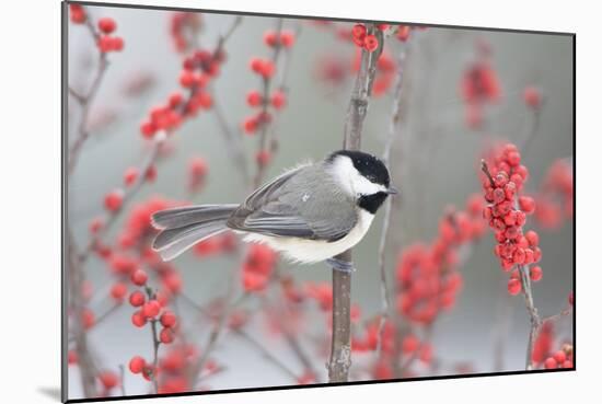 Carolina Chickadee in Common Winterberry Marion, Illinois, Usa-Richard ans Susan Day-Mounted Photographic Print