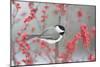 Carolina Chickadee in Common Winterberry Marion, Illinois, Usa-Richard ans Susan Day-Mounted Photographic Print