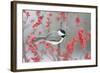 Carolina Chickadee in Common Winterberry Marion, Illinois, Usa-Richard ans Susan Day-Framed Photographic Print