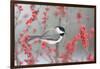 Carolina Chickadee in Common Winterberry Marion, Illinois, Usa-Richard ans Susan Day-Framed Photographic Print