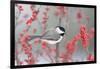 Carolina Chickadee in Common Winterberry Marion, Illinois, Usa-Richard ans Susan Day-Framed Photographic Print