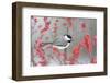 Carolina Chickadee in Common Winterberry Marion, Illinois, Usa-Richard ans Susan Day-Framed Photographic Print