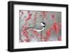 Carolina Chickadee in Common Winterberry Marion, Illinois, Usa-Richard ans Susan Day-Framed Photographic Print