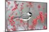 Carolina Chickadee in Common Winterberry Marion, Illinois, Usa-Richard ans Susan Day-Mounted Photographic Print