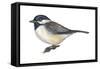 Carolina Chickadee (Parus Carolinensis), Birds-Encyclopaedia Britannica-Framed Stretched Canvas