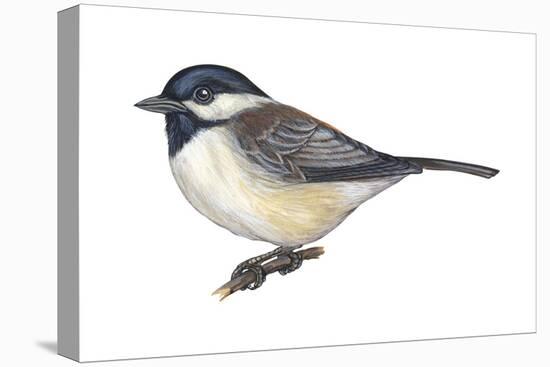 Carolina Chickadee (Parus Carolinensis), Birds-Encyclopaedia Britannica-Stretched Canvas