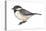 Carolina Chickadee (Parus Carolinensis), Birds-Encyclopaedia Britannica-Stretched Canvas