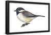 Carolina Chickadee (Parus Carolinensis), Birds-Encyclopaedia Britannica-Framed Poster