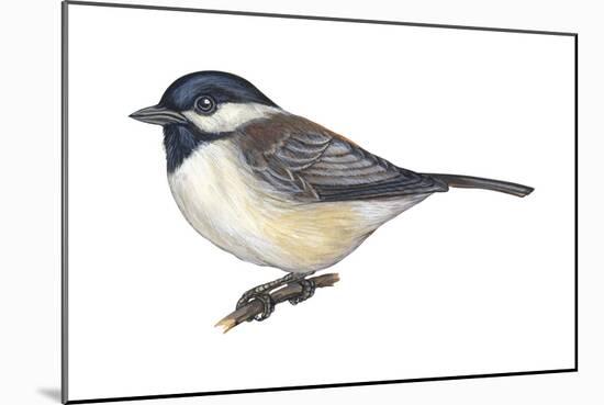 Carolina Chickadee (Parus Carolinensis), Birds-Encyclopaedia Britannica-Mounted Poster