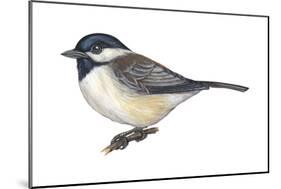 Carolina Chickadee (Parus Carolinensis), Birds-Encyclopaedia Britannica-Mounted Poster