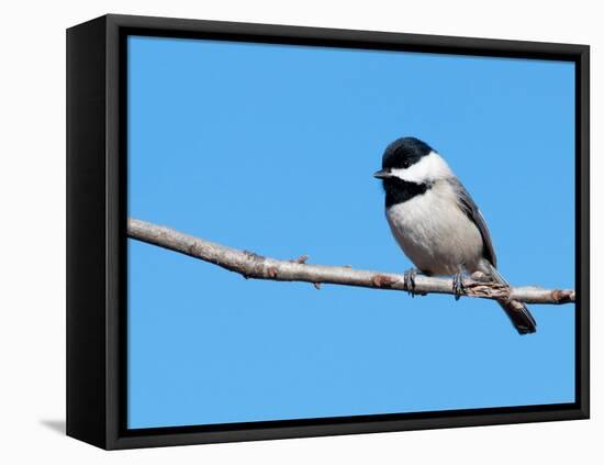 Carolina Chickadee Perched In A Tree Against Clear Blue Winter Sky-Sari ONeal-Framed Stretched Canvas