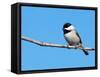 Carolina Chickadee Perched In A Tree Against Clear Blue Winter Sky-Sari ONeal-Framed Stretched Canvas