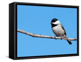 Carolina Chickadee Perched In A Tree Against Clear Blue Winter Sky-Sari ONeal-Framed Stretched Canvas