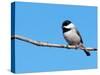 Carolina Chickadee Perched In A Tree Against Clear Blue Winter Sky-Sari ONeal-Stretched Canvas