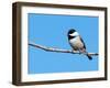 Carolina Chickadee Perched In A Tree Against Clear Blue Winter Sky-Sari ONeal-Framed Photographic Print