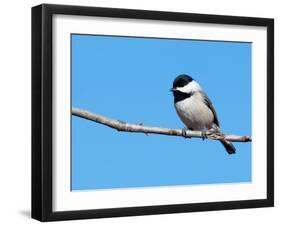 Carolina Chickadee Perched In A Tree Against Clear Blue Winter Sky-Sari ONeal-Framed Photographic Print