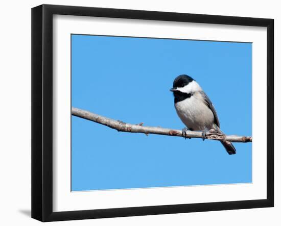 Carolina Chickadee Perched In A Tree Against Clear Blue Winter Sky-Sari ONeal-Framed Photographic Print