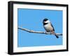 Carolina Chickadee Perched In A Tree Against Clear Blue Winter Sky-Sari ONeal-Framed Photographic Print