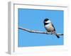 Carolina Chickadee Perched In A Tree Against Clear Blue Winter Sky-Sari ONeal-Framed Photographic Print