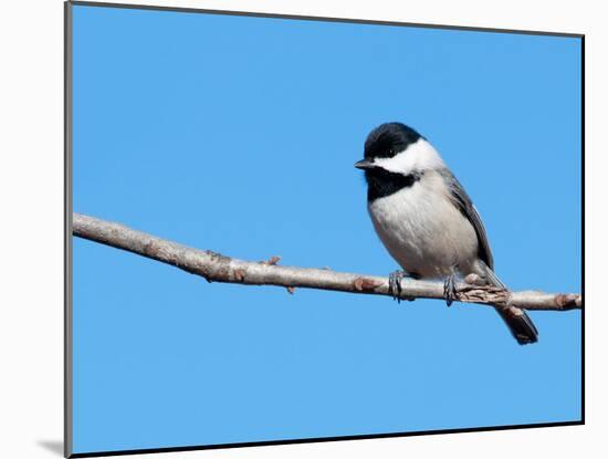 Carolina Chickadee Perched In A Tree Against Clear Blue Winter Sky-Sari ONeal-Mounted Photographic Print