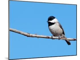 Carolina Chickadee Perched In A Tree Against Clear Blue Winter Sky-Sari ONeal-Mounted Photographic Print