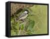 Carolina chickadee, Poecile carolinensis, in live oak tree, Florida-Maresa Pryor-Framed Stretched Canvas