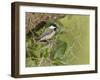 Carolina chickadee, Poecile carolinensis, in live oak tree, Florida-Maresa Pryor-Framed Photographic Print