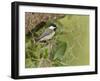 Carolina chickadee, Poecile carolinensis, in live oak tree, Florida-Maresa Pryor-Framed Photographic Print