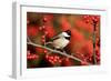 Carolina Chickadee (Poecile carolinensis) on Common Winterberry bush, Marion Co. IL-Richard & Susan Day-Framed Photographic Print