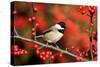 Carolina Chickadee (Poecile carolinensis) on Common Winterberry bush, Marion Co. IL-Richard & Susan Day-Stretched Canvas