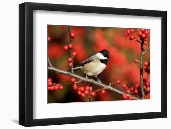 Carolina Chickadee (Poecile carolinensis) on Common Winterberry bush, Marion Co. IL-Richard & Susan Day-Framed Photographic Print