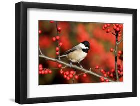 Carolina Chickadee (Poecile carolinensis) on Common Winterberry bush, Marion Co. IL-Richard & Susan Day-Framed Photographic Print