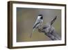 Carolina chickadee, Winter, Kentucky-Adam Jones-Framed Photographic Print