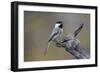 Carolina chickadee, Winter, Kentucky-Adam Jones-Framed Photographic Print