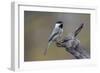 Carolina chickadee, Winter, Kentucky-Adam Jones-Framed Photographic Print