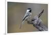 Carolina chickadee, Winter, Kentucky-Adam Jones-Framed Photographic Print