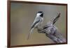 Carolina chickadee, Winter, Kentucky-Adam Jones-Framed Photographic Print