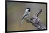 Carolina chickadee, Winter, Kentucky-Adam Jones-Framed Photographic Print