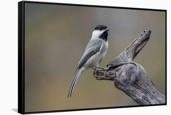 Carolina chickadee, Winter, Kentucky-Adam Jones-Framed Stretched Canvas